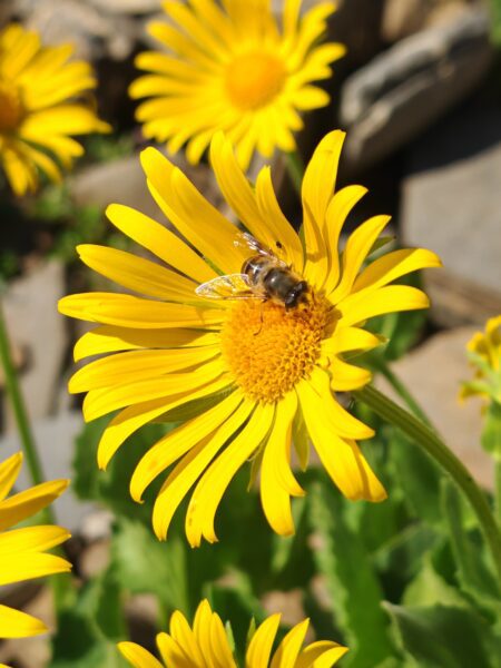 doronic-a-grandes-fleurs-doronicum-grandiflorum-capitule-melifere