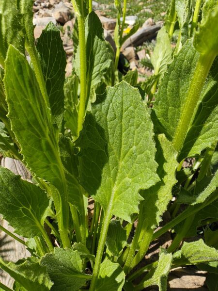 doronic-a-grandes-fleurs-doronicum-grandiflorum-feuille