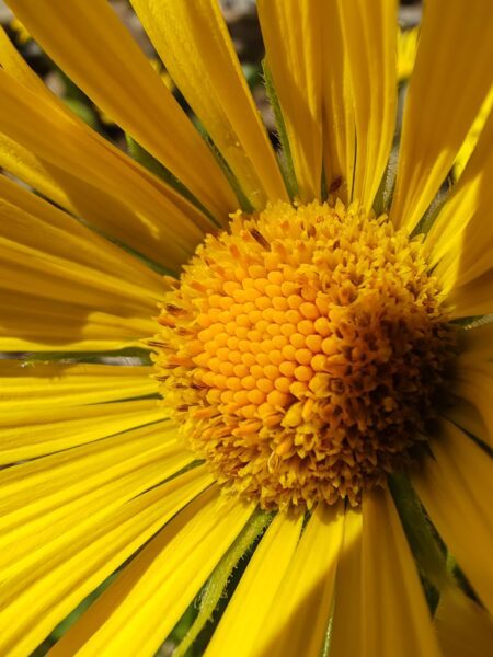 doronic-a-grandes-fleurs-doronicum-grandiflorum-fleurs-tubuleuse