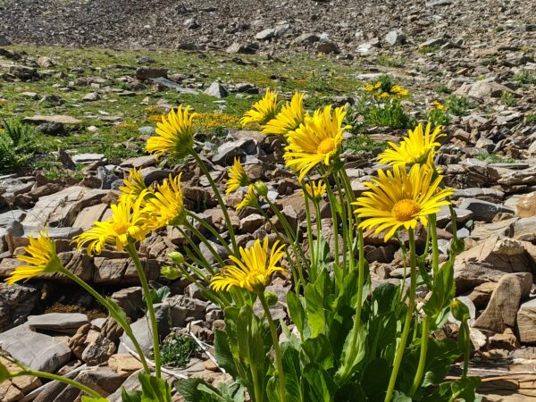 doronic-a-grandes-fleurs-doronicum-grandiflorum-plante-entiere