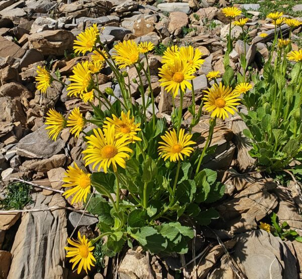 doronic-a-grandes-fleurs-doronicum-grandiflorum-plante-sur-eboulis-rocheux