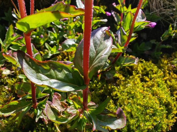 epilobe-a-feuilles-d-alsine-epilobium-alsinifolium-feuilles-opposees