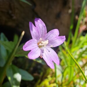 epilobe-a-feuilles-d-alsine-epilobium-alsinifolium-fleur