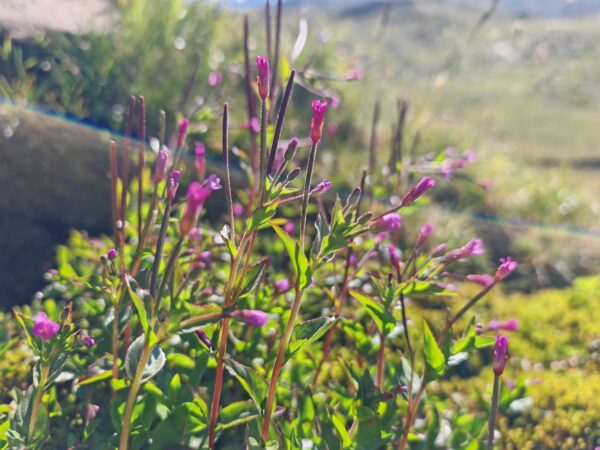 epilobe-a-feuilles-d-alsine-epilobium-alsinifolium-plante-entiere