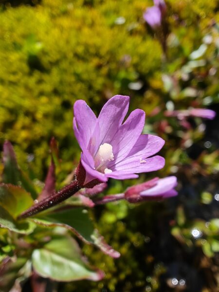 epilobe-a-feuilles-d-alsine-epilobium-alsinifolium-stigmate-en-massue