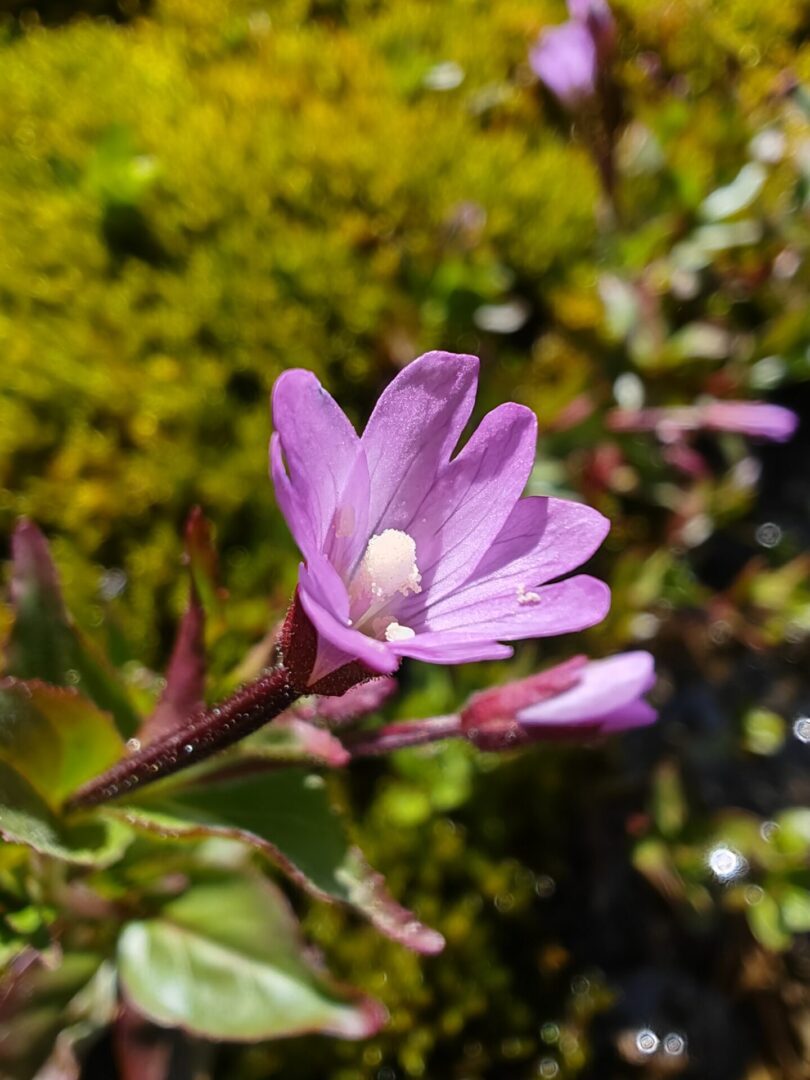 epilobe-a-feuilles-d-alsine-epilobium-alsinifolium-stigmate-en-massue