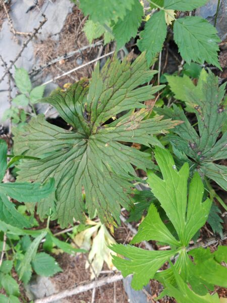 grande-astrance-astrantia-major-feuille-basale