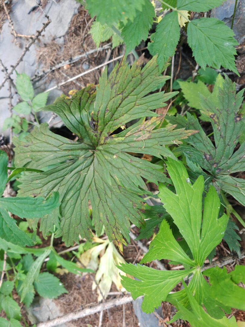 grande-astrance-astrantia-major-feuille-basale