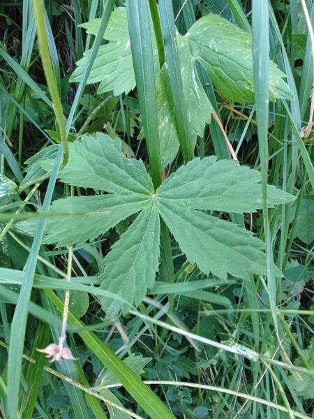 grande-astrance-astrantia-major-feuilles-palmatipartites