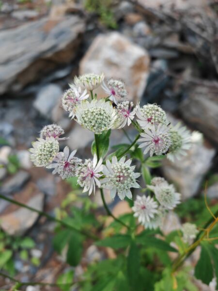 grande-astrance-astrantia-major-inflorescences