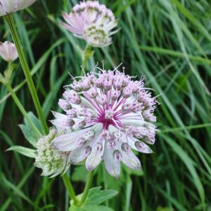 grande-astrance-astrantia-major-ombelle