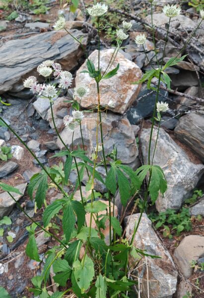 grande-astrance-astrantia-major-plante-entiere