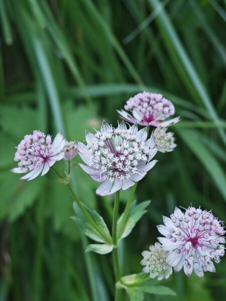grande-astrance-astrantia-major-sommite-fleurie
