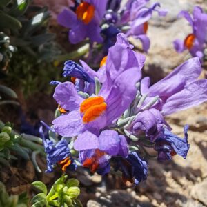 Linaire alpes linaria alpina fleur