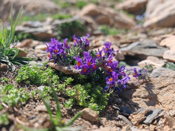 Linaire alpes linaria alpina plante entiere