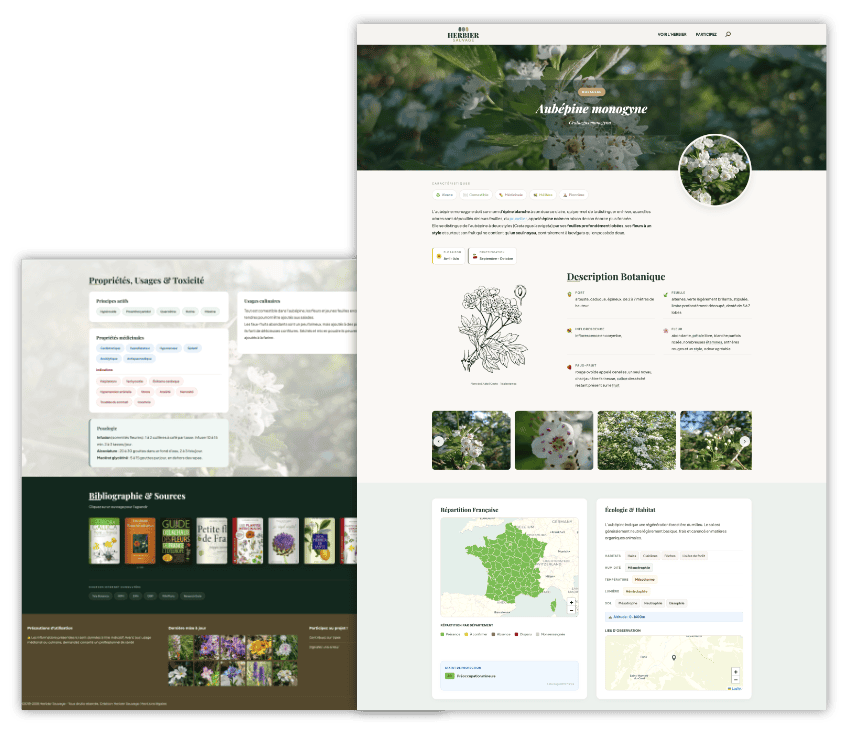 Illustration d'une fiche plante de l'herbier sauvage