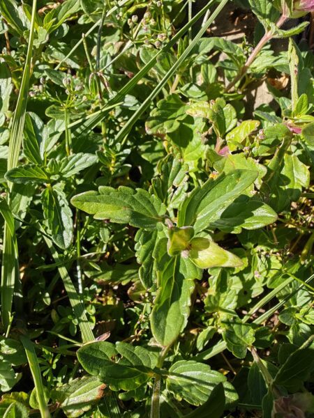 Scutellaire des alpes scutellaria alpina feuille