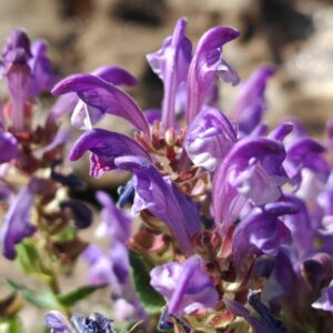 Scutellaire des alpes scutellaria alpina fleurs