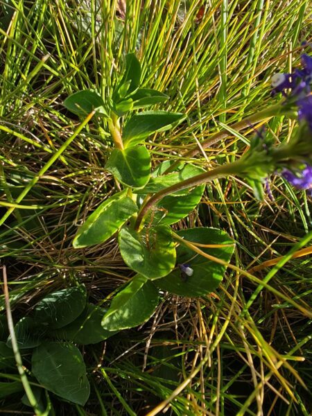 veronique-d-allioni -veronica-allionii-feuilles