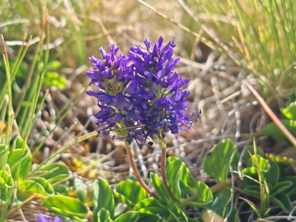 veronique-d-allioni-veronica-allionii-inflorescences