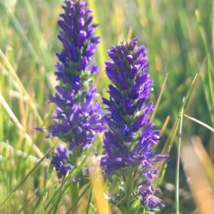 veronique-d-allionii-veronica-allionii-fleurs