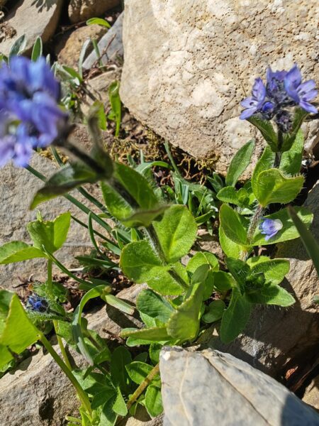 veronique-des-alpes-veronica-alpina-feuilles