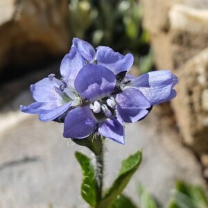 veronique-des-alpes-veronica-alpina-fleur