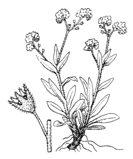 Myosotis des Alpes