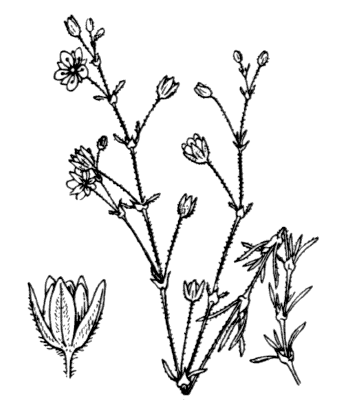Flore de Coste   Spergula rubra   2