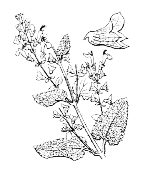 Germandrée scorodoine