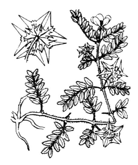 Croix de Malte