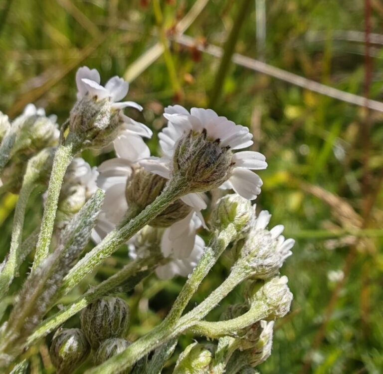 Achillea ptarmica subsp pyrenaica  achillee des pyrénees bractees