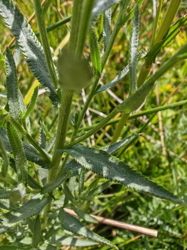 Achillea ptarmica subsp pyrenaica  achillee des pyrénees feuilles alternes