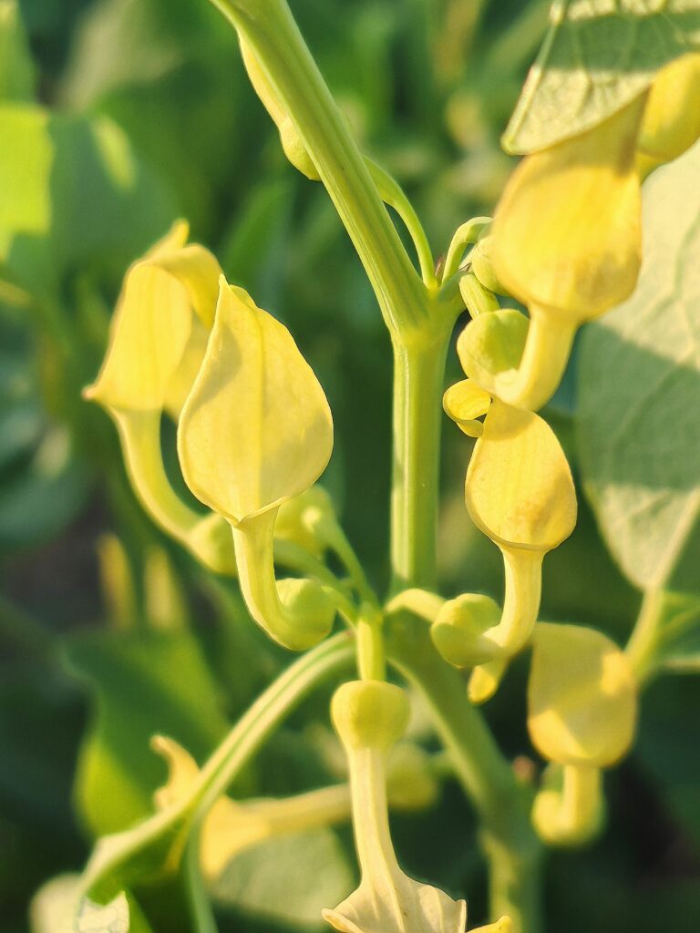 Aristolochia clematitis aristoloche clematite fleur