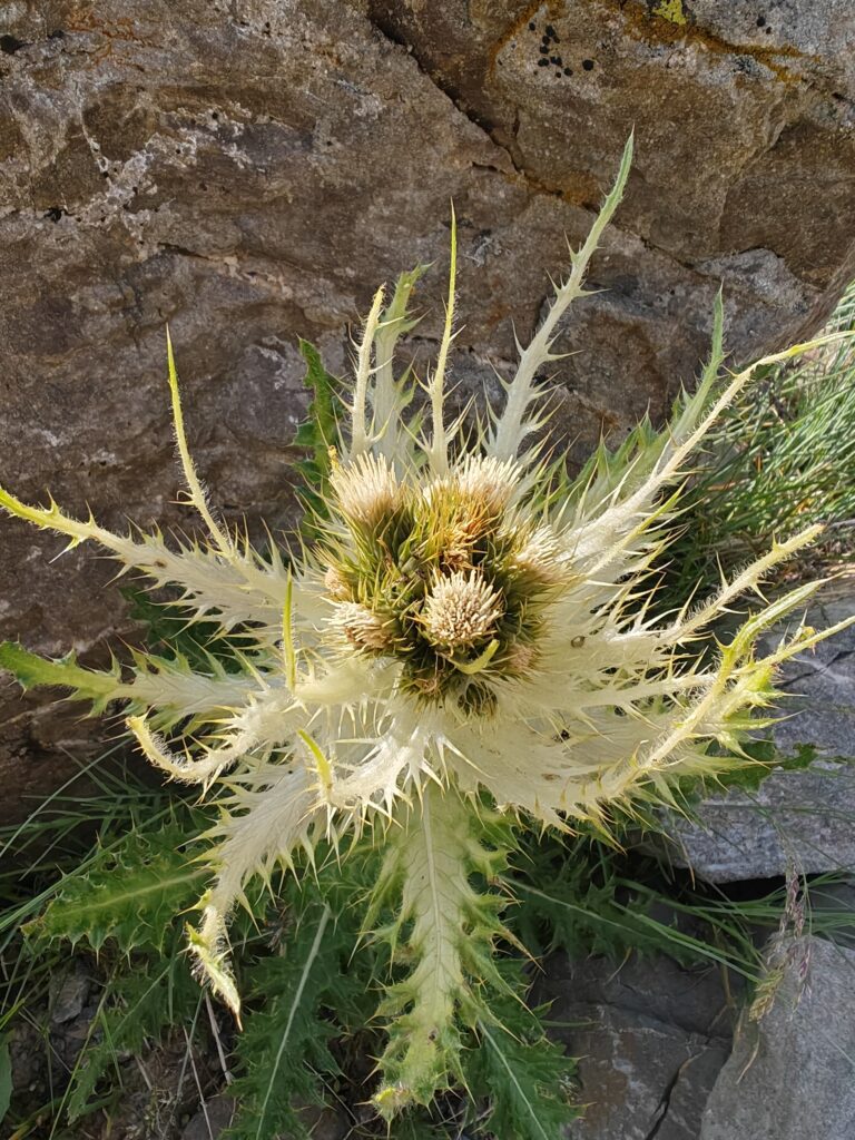 Cirsium spinosissimum cirse tres epineux feuilles ouvertes