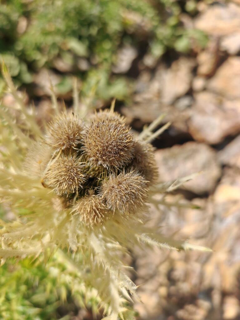 Cirsium spinosissimum cirse tres epineux fruit
