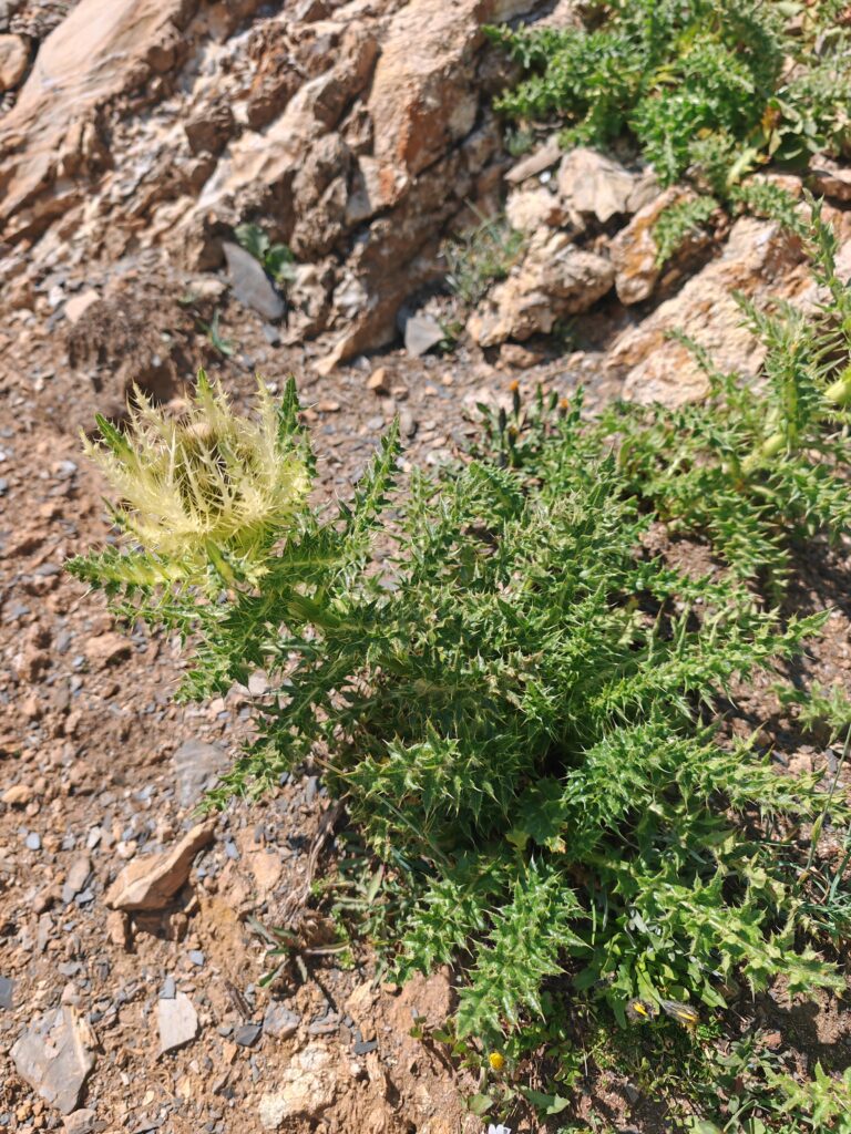 Cirsium spinosissimum cirse tres epineux plante entiere