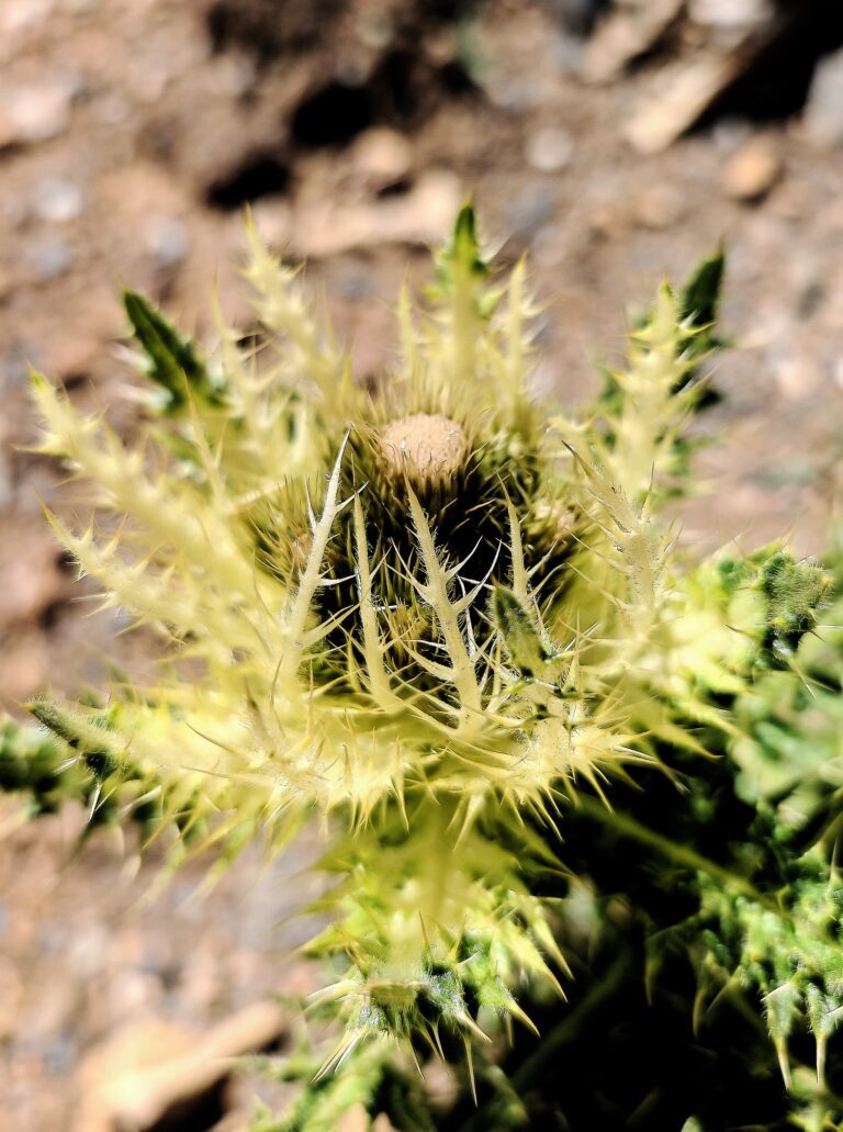 Cirsium spinosissimum cirse tres epineux sommite fleurie