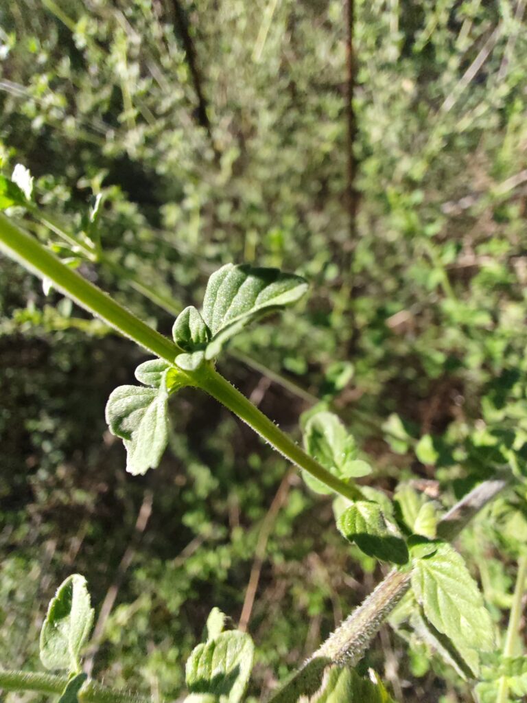 Clinopodium nepeta calament nepeta feuille opposees