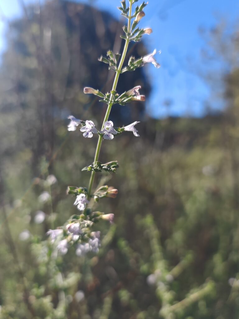 Clinopodium nepeta calament nepeta sommite fleurie