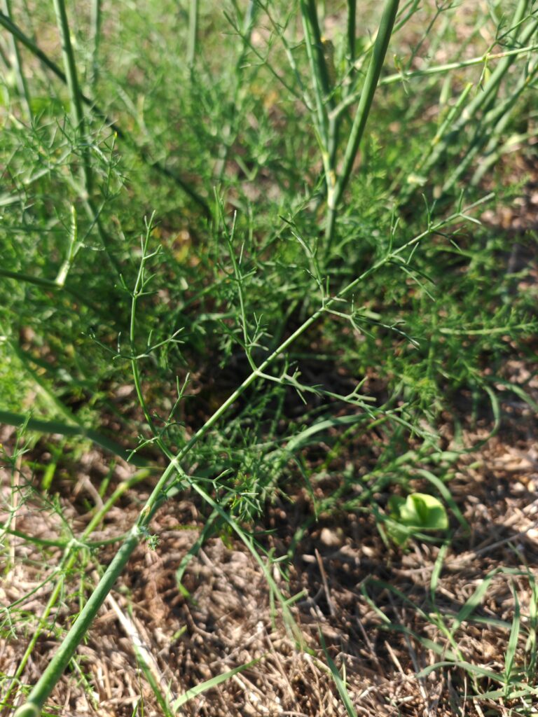 Foeniculum vulgare fenouille feuille