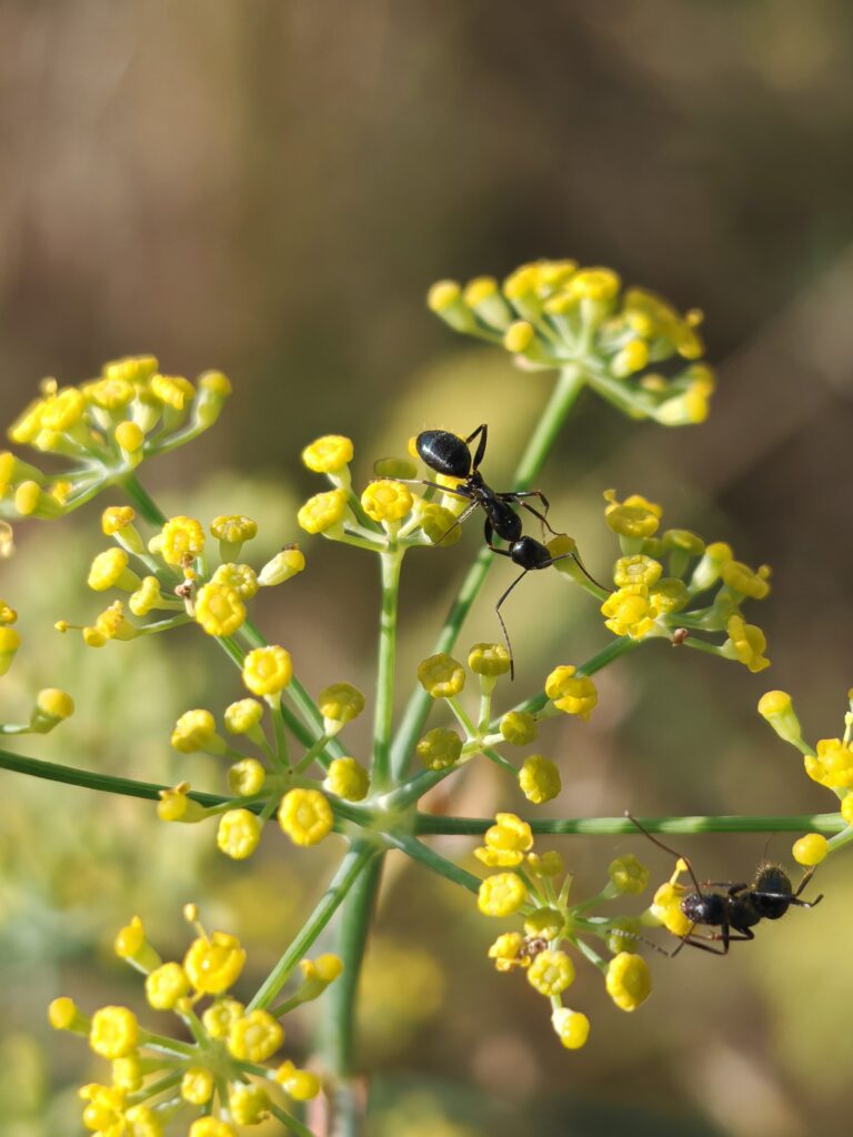 Foeniculum vulgare fenouille fleurs