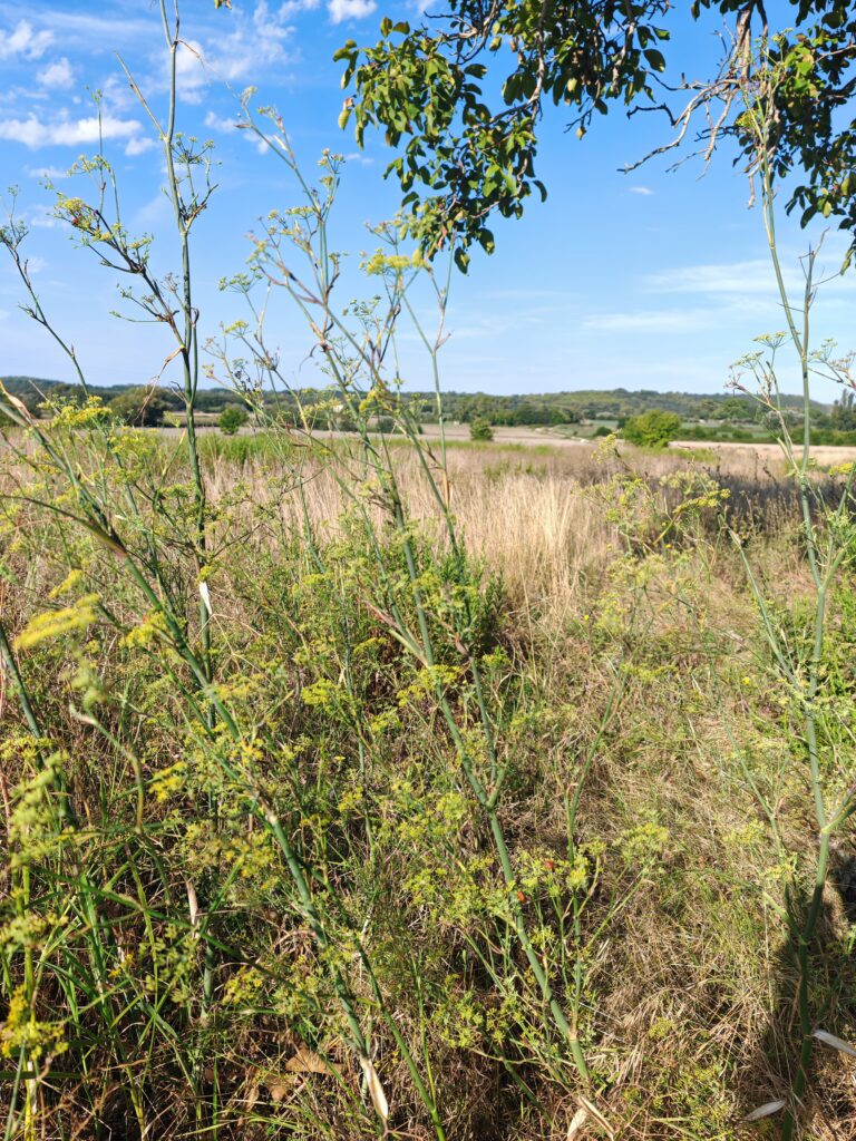 Foeniculum vulgare fenouille grande plante