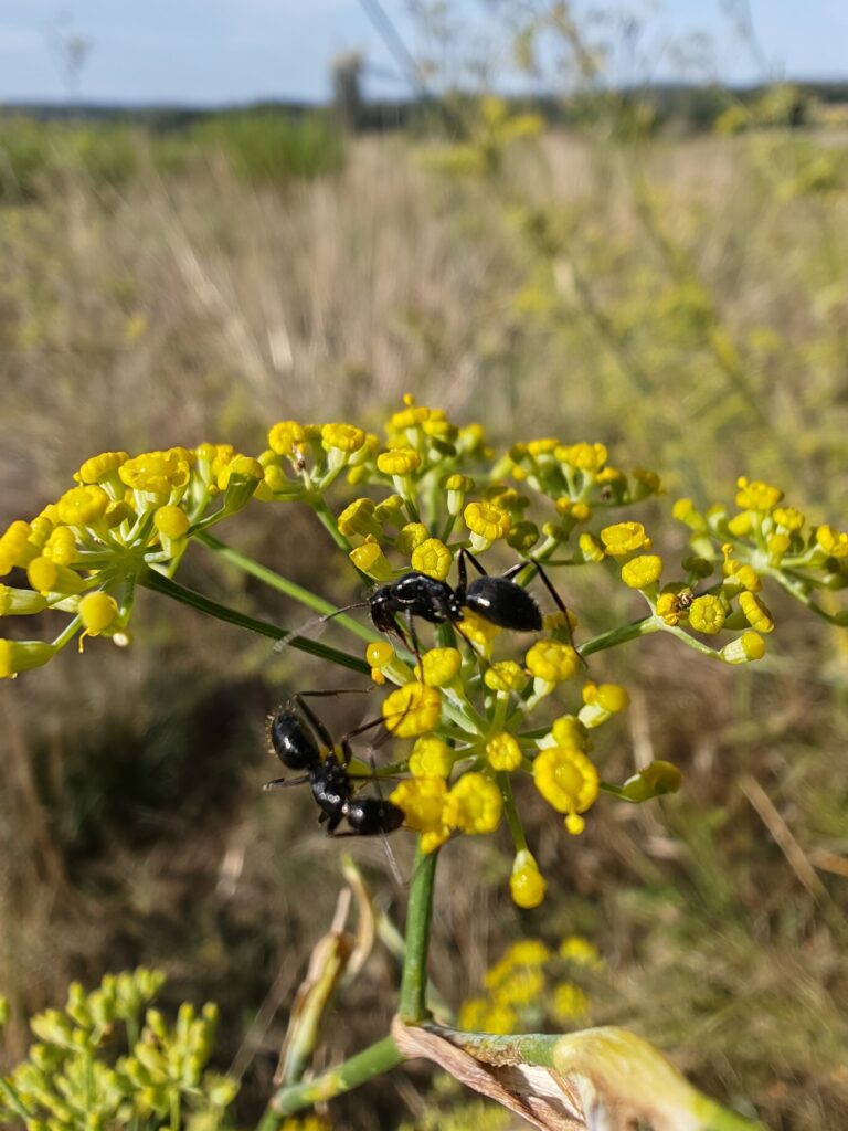 Foeniculum vulgare fenouille ombelle
