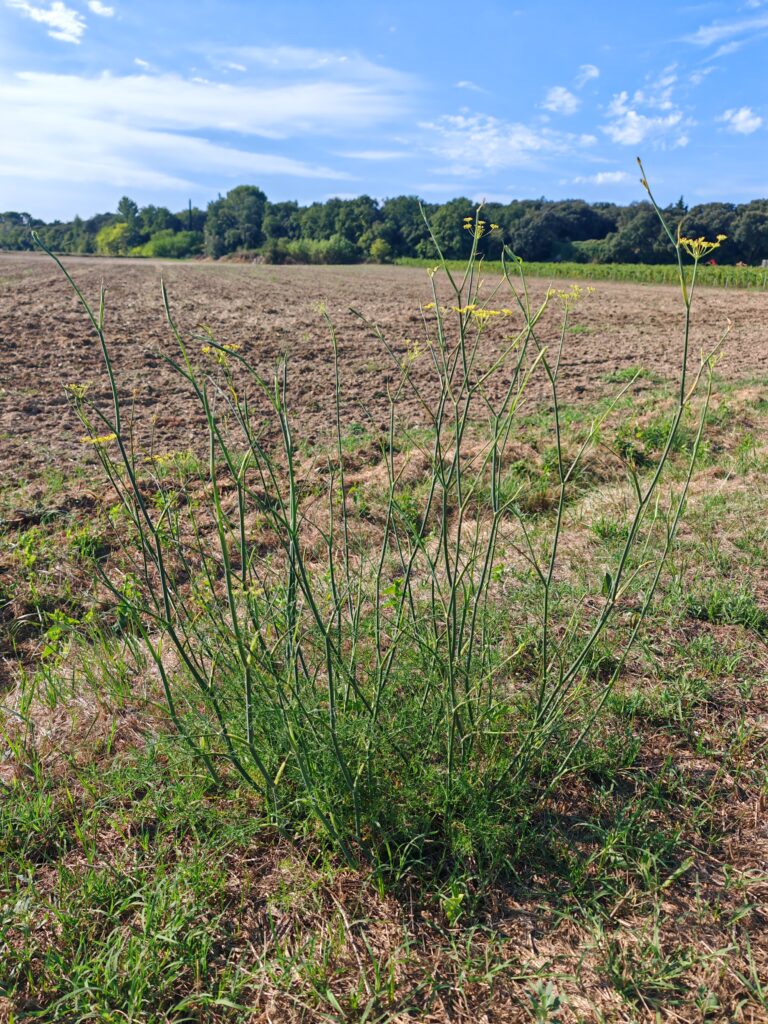 Foeniculum vulgare fenouille plante entiere