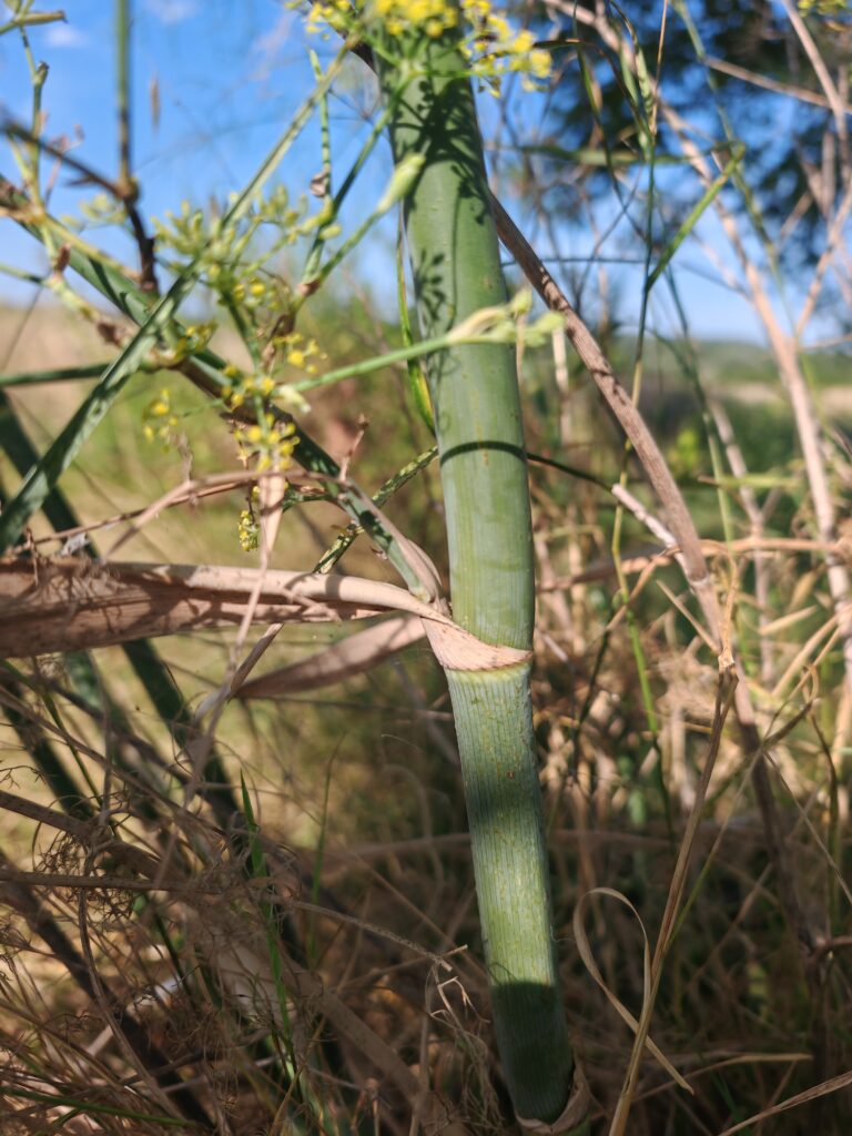 Foeniculum vulgare fenouille tige