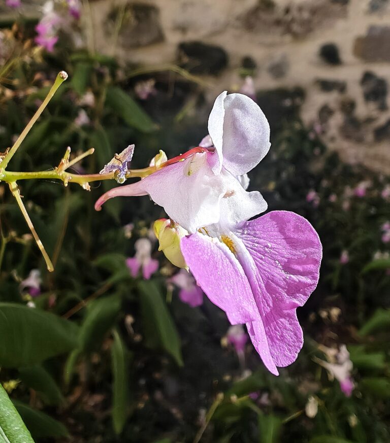 Impatiens balfouri balsamine de balfour eperon