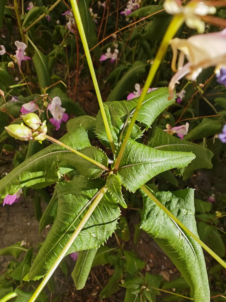 Impatiens balfouri balsamine de balfour feuille