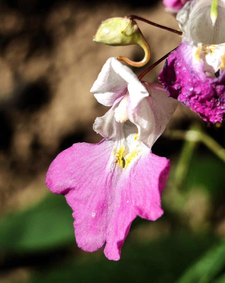 Impatiens balfouri balsamine de balfour fleur