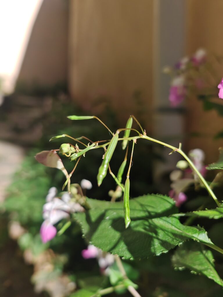 Impatiens balfouri balsamine de balfour fruits